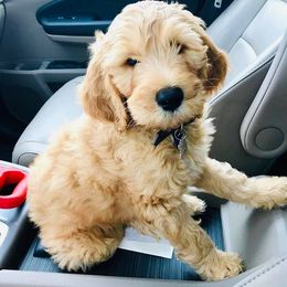 Goldendoodle Puppies from Bluebell Goldendoodles