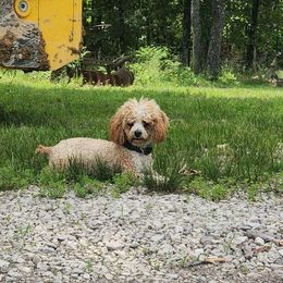 Cowboy - Goldendoodle
