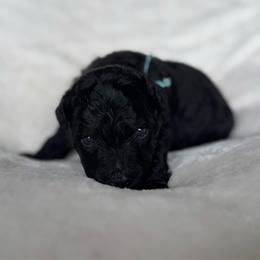 Blue Girl - Black female Pumi puppy in Fife Lake, Michigan from Nixie Kennels