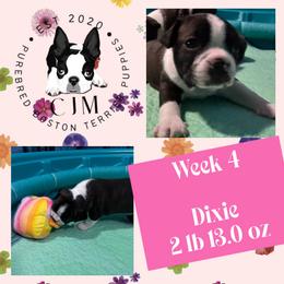 Dixie - Black and white female Boston Terrier puppy in Jupiter, Florida from CJM Boston and Boxer Puppies