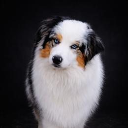 Beau - Australian Shepherd