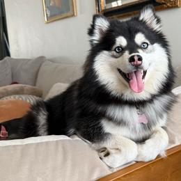 Dallas - Pomsky