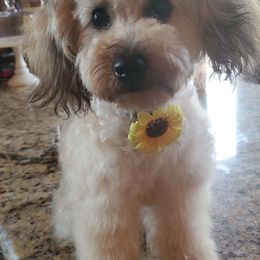 Poodles from Lone Cedar Kennel