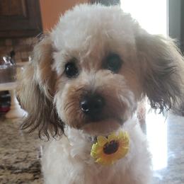 Poodles from Lone Cedar Kennel