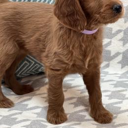 Bernedoodle and Goldendoodle Puppies from Ruby's Doodles