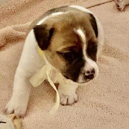 Golden Retriever and Jack Russell Terrier Puppies from Shelby Burleson's Golden Retrievers and Jack Russell Terriers