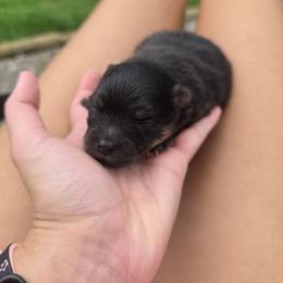 Peep - Black and tan parti female Pomeranian puppy in Chattanooga, Tennessee from Valley Poms