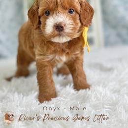 Onyx - Apricot male Goldendoodle puppy in Atlanta, Georgia from Teddy Puppies