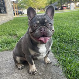 Ash - French Bulldog