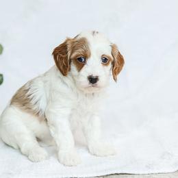 Monet - White female Cavapoo puppy in Atglen, Pennsylvania from Smokey Hollow Puppies