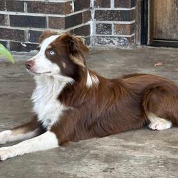 Azule - Miniature Australian Shepherd