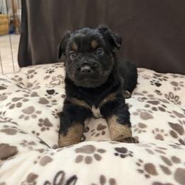 Colt - Black tri male Miniature Australian Shepherd puppy in Apache Junction, Arizona from Circle T Mini Aussies