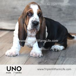 Uno -2400 - Black white and tan male Basset Hound puppy in Jefferson City, Missouri from Triple Hill Farm
