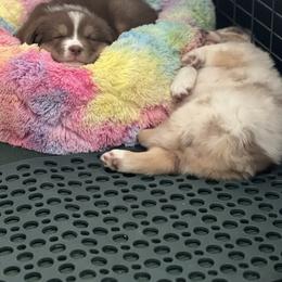 Australian Shepherd Puppies from Crystalbrook Aussies