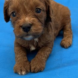 Tripp - Brown male Cavapoo puppy in Burke, New York from Patti’s Puppies