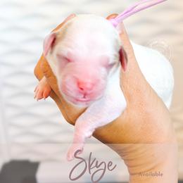 Skye - Cream female Goldendoodle puppy in Mahomet, Illinois from Jordan Family Doodles
