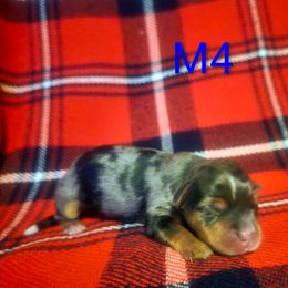 Male 4 - Blue and gold male Yorkshire Terrier puppy in Lily, Kentucky from Bella Gail Kennels