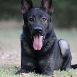 Valak - Sable male German Shepherd puppy in Ratcliff, Arkansas from Ridgeline Shepherds