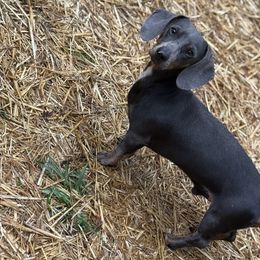 Tank - Dachshund