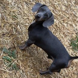 Tank - Dachshund