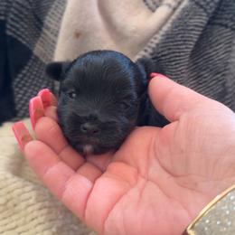 Girl 1 - Black female Morkie puppy in Pittsburgh, Pennsylvania from Maria's Morkies & More