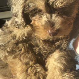 Sugar - Cockapoo