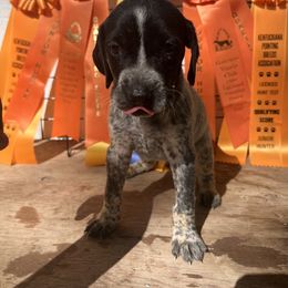 Boy 3 - German Shorthaired Pointer puppy in Buckner, Missouri from Bourbon Creek Kennels