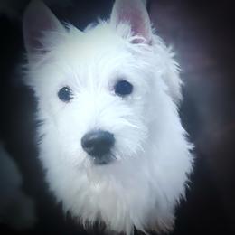 Lil dude - White male West Highland White Terrier puppy in Michigan from For The Love Of Westies