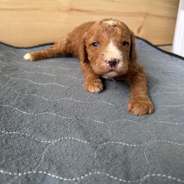 Cooper - Red male Bernedoodle puppy in Constableville, New York from Zehr’s Labradoodles & Bernedoodles