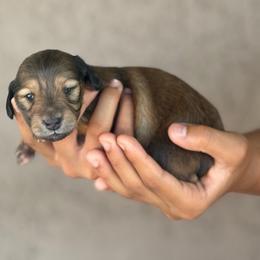 Aura - Cream female Dachshund puppy in Surprise, Arizona from D&C Royal Dachshunds LLC