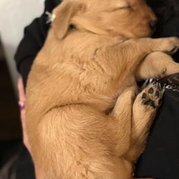 Male- puppies will be temperament tested to determine which puppy it is best fit for you - Dark golden male Golden Retriever puppy in Yuba City, California from Family Loved Golden Retrievers