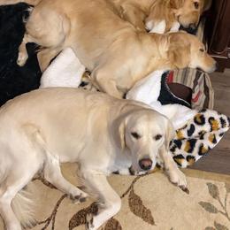 Golden Retrievers from Continued Traditions Farmstead