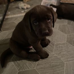 Boy 2 - Chocolate male Labrador Retriever puppy in Cambridge, New York from Anaquassacook Labradors