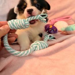 Flapjack - Black and tan male Pembroke Welsh Corgi puppy in Saint George, South Carolina from Carolina cotton candy corgis