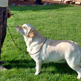 Page - Labrador Retriever