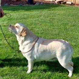 Page - Labrador Retriever
