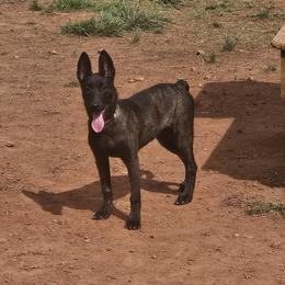 Dutch Shepherd puppies from Sublime Valor K9