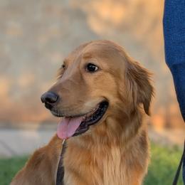 Peaches - Golden Retriever
