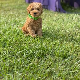 Gummy Bear - Red male Australian Labradoodle puppy in Calhoun, Louisiana from Arrowhead Australian Labradoodles