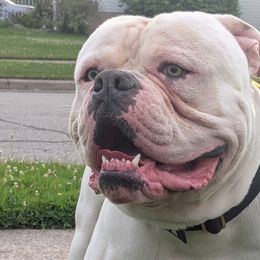 American Bulldogs from Elijah's American Bulldogs LLC