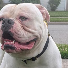 American Bulldogs from Elijah's American Bulldogs LLC