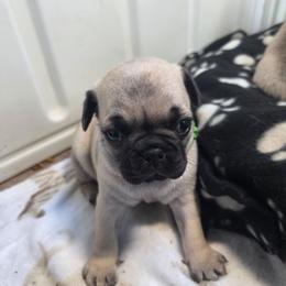 Silver - Fawn male Pug puppy in Rutherfordton, North Carolina from Sweetie Pie Pugs