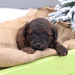 Jasper - Red male Whoodle puppy in West Bend, Iowa from Blue Skies Terriers