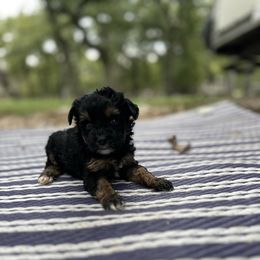 Cupcake - Brown female Schnoodle puppy in Quitman, Texas from Wright Doodles