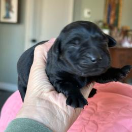 Cassiopeia- black girl - Black female Labrador Retriever puppy in Isanti, Minnesota from Four Corners Family Labs
