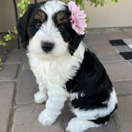 Coco - Tri-color female Bernedoodle puppy in Superior, Arizona from Mountain Bridge Doodles