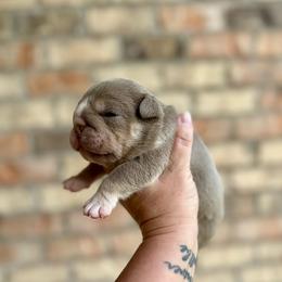 Rose - Lilac tri-color female Bulldog puppy in Hernando, Mississippi from Blues City Bulldogs