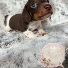 Dachshund Puppies from CSW Dachshunds