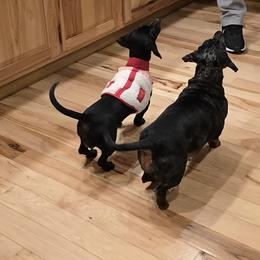 Dachshund All Grown Up from Ziva's Friends