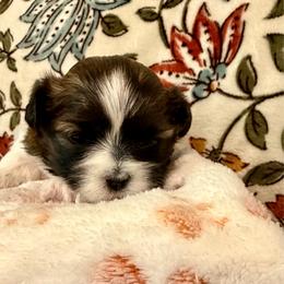 Coco - Brown and white female Shichon puppy in Bushnell, Florida from Diamond Belle Puppies, LLC